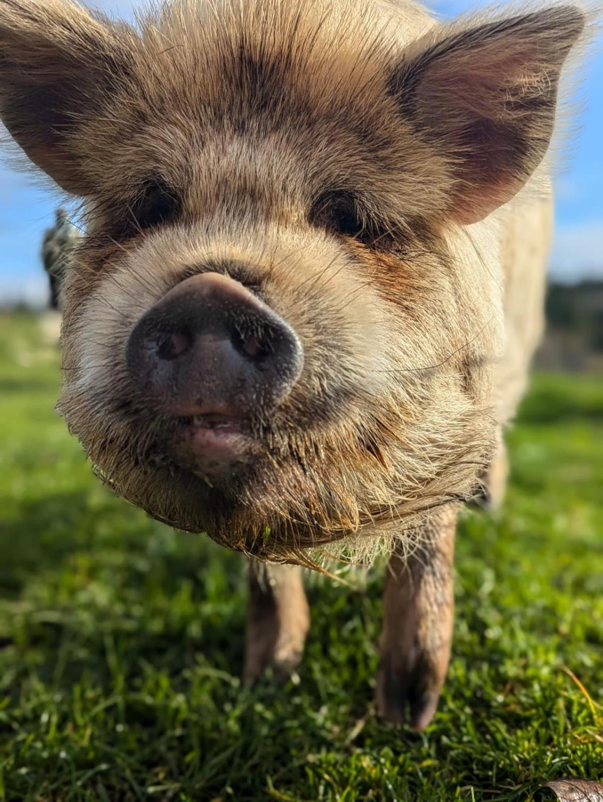 Woodside Farm Country Inn スーク エクステリア 写真